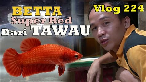 Sudah barang tentu jika sobat memang penghobi dan pecinta ikan hias air tawar aquarium, pastinya tidak kaget dengan patokan harga yang lumayan mahal ini. IKAN LAGA // oder SUPER RED dari TAWAU _ Vlog 224 - YouTube