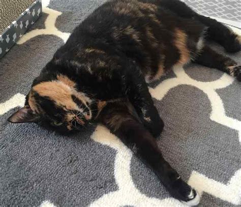 Tortoiseshell Tortie Cat For Private Adoption In San Diego California