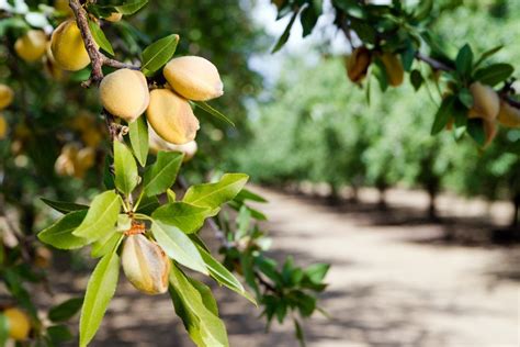 Fruit And Nut Trees For Sale Category Fruit Nut Trees The Daily