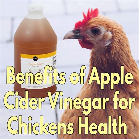 Does Apple Cider Vinegar Kill Mites On Dogs
