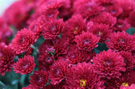 Chrysanthemum Red Flowers Free Photo On Pixabay Pixabay