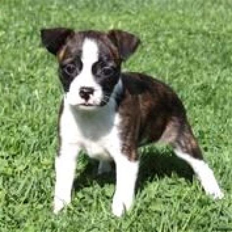 57 Boxer And Boston Terrier Mix Puppies For Sale Image