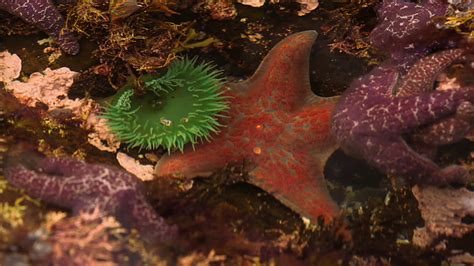 Investigation Of Sea Star Wasting Syndrome Pbs Learningmedia