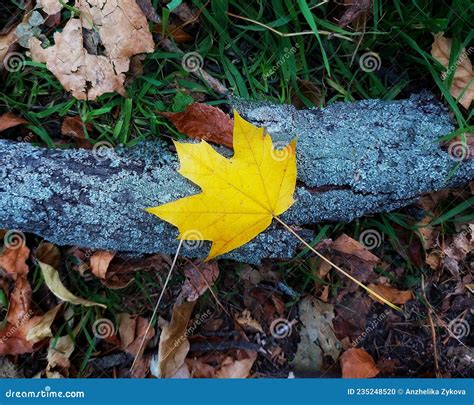 Yellow Maple Leaf On The Bark Of A Tree Stock Photo Image Of Nature