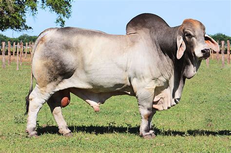 Best Brahman Bloodlines Br Cutrer Inc