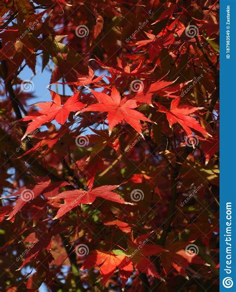 Maple Tree Red Leaves In Autumn Natural Background Of Acer Fall Season