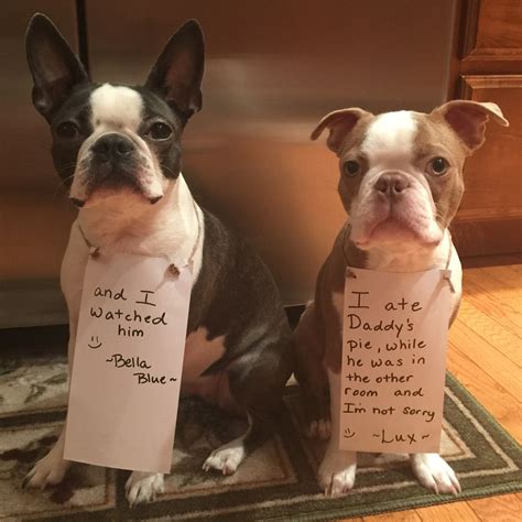 Two Dogs Sitting Next To Each Other Holding Signs