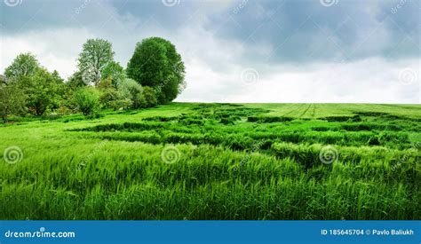 Wheat Partly Lying Down In Field After Heavy Rain Stock Photo Image