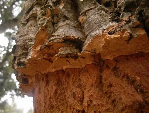 Cork Trees Soft Skinned Monarchs Of The Mediterranean Smithsonian