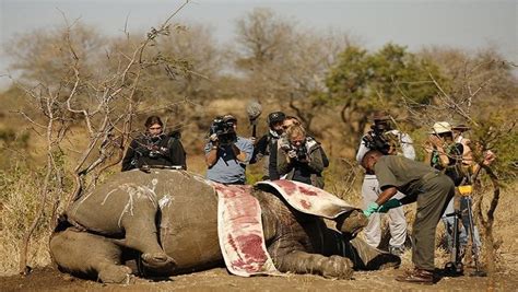 Poachers Kill 24 Rhinos In South Africa In Two Weeks Sabc News