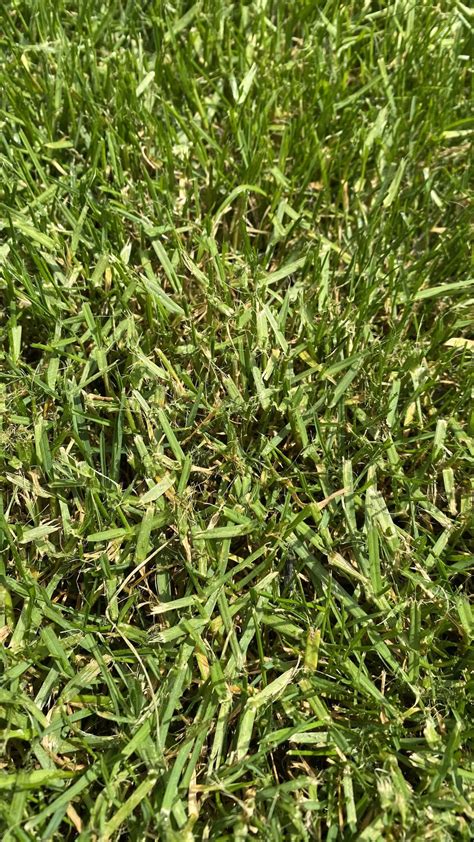 Need Help On Identifying This Type Of Grass Rlawncare
