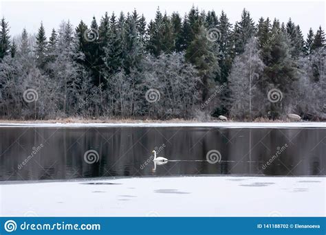 Winter Calm Landscape On A River With A White Swan Finland River
