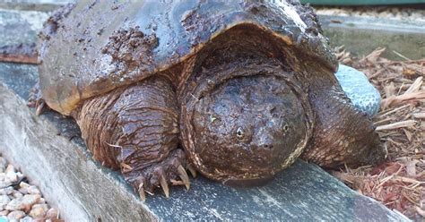 These Are Days Biggest Snapping Turtle Ive Ever Seen