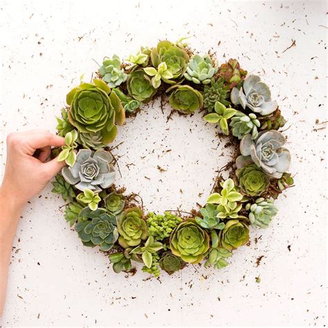 How To Make A Succulent Wreath You Can Hang All Year Round Succulents