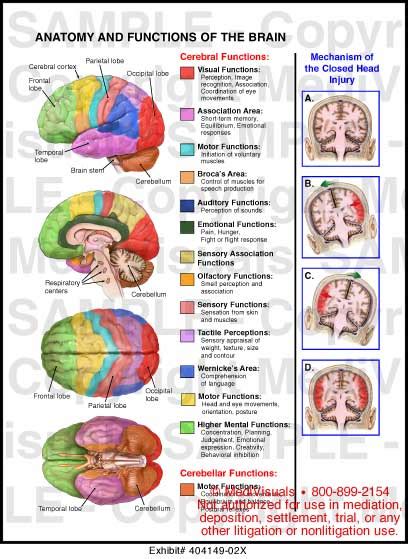 Brain Anatomy And Function