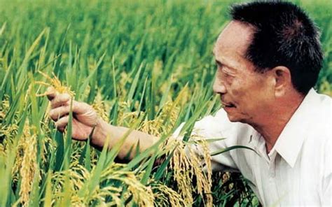 Millions of people have mourned publicly online and in person since his death over the weekend. Why not award 'father of hybrid rice' the Nobel Peace ...