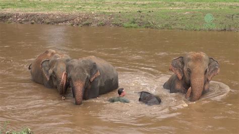 Amazing Elephant Friendship With Human Elephantnews Youtube