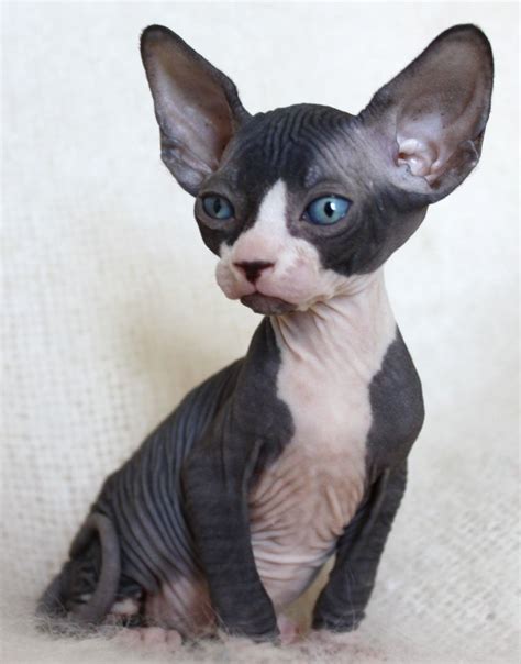 Black Hairless Cats Picture Gallery Sphynxcat