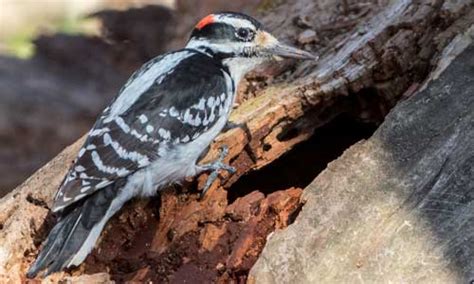 Hairy Woodpecker Indiana Audubon Society