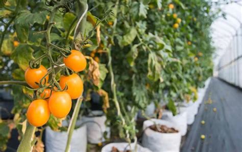 How To Grow Cherry Tomatoes In A Greenhouse Slick Garden