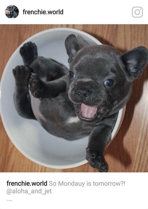 The nose is dark, however, might be lighter in lighter. Teacup French Bulldog Puppy | ブルドッグ, パグ