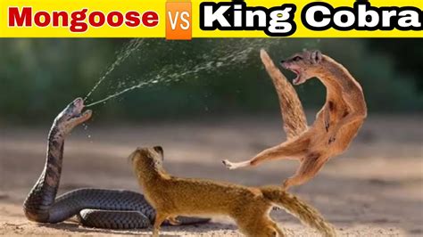 Snake Vs Mongoose Real Fight To Death Best Animal Fights To The