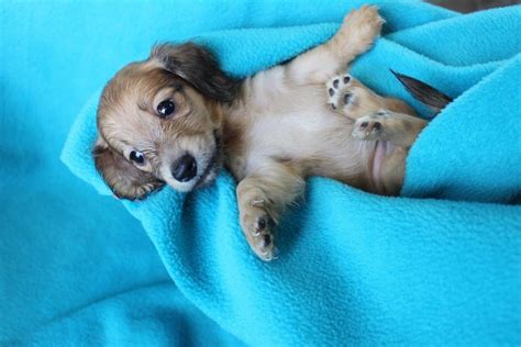 Dandy was found with her 'sister' doodle and their eight puppies. AKC miniature dachshund puppies for sale - Texas Country ...