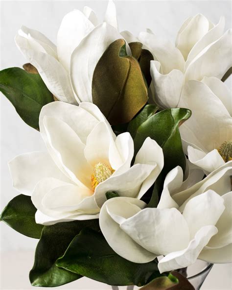 Free Photo White Magnolia Blooming Flower Fragrance Free