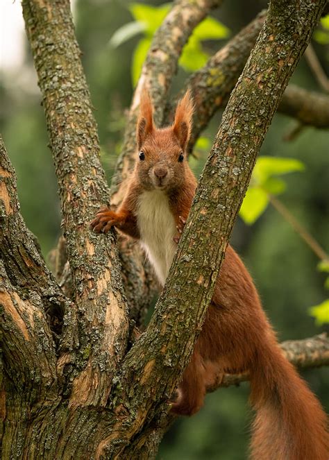 Squirrel Animal Tree Branches Wildlife Hd Phone Wallpaper Peakpx