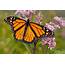 How Californias Drought Is Helping Monarch Butterflies  KQED