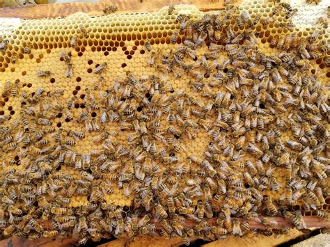 Queen Honey Bees For Sale Free Shipping In Usa Lappes Bee Supply Iowa
