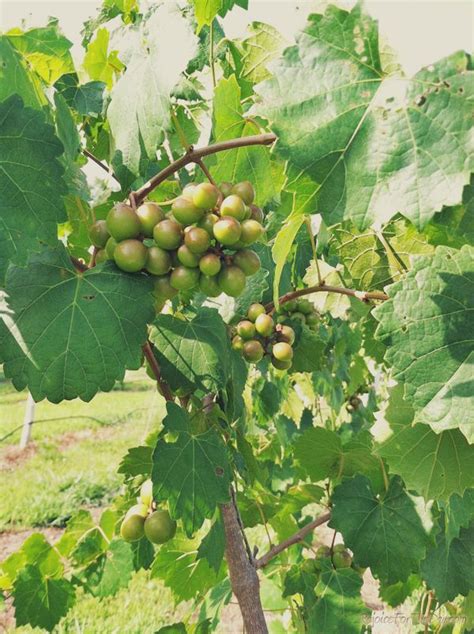 Between The Grass And The Grapes Grapes Grass Vineyard