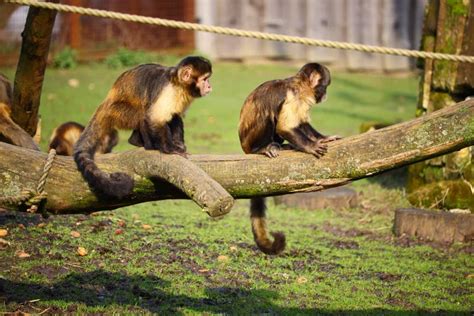 Monkeys Next To Each Other Sitting On A Piece Of Wood Stock Image