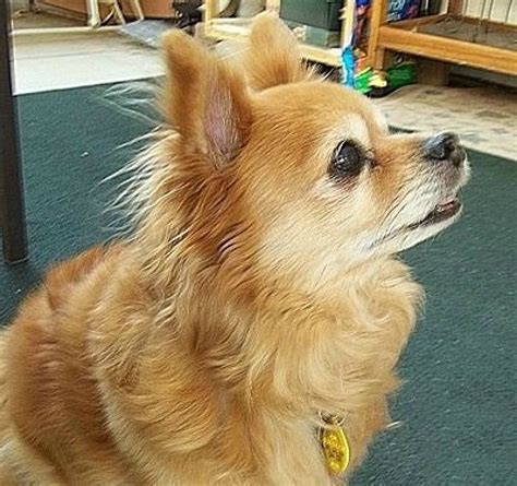 The rat terrier has long, sloping shoulder blades that are well laid back. 23+ Long Haired Chihuahua Mix With Pomeranian in 2020 ...