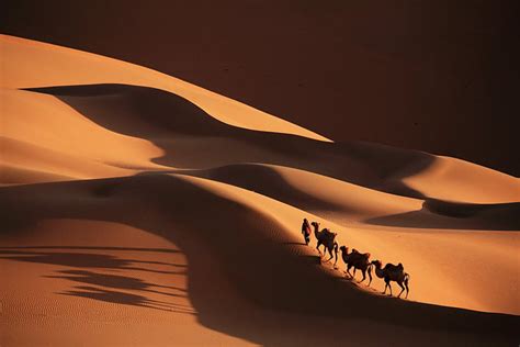 Just as a ship is constructed to deal with all the problems that arise from being in the water, so a camel is constructed to live and travel and survive in the desert. The Medical Wonder - Camel's Milk - naturetails