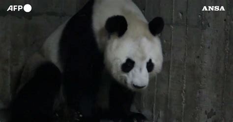 Panda Gigante Partorisce Due Gemelli Allo Zoo Di Madrid Il Momento