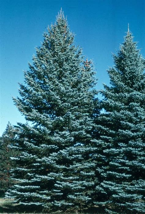 Utah State Tree Blue Spruce Wonderful Pungent Aroma