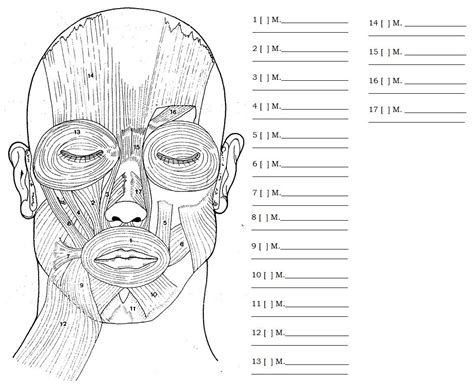 Desenhos De Anatomia Cabeça E Pescoço Para Colorir Atividades Educativas