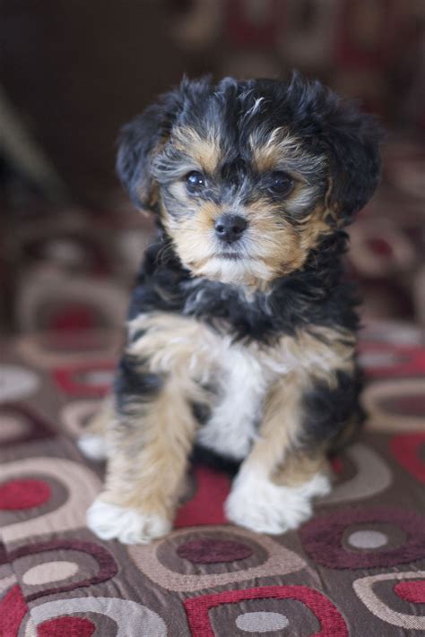 Yorkie Poo Chris And I Want One Of These For Our Next Dog But