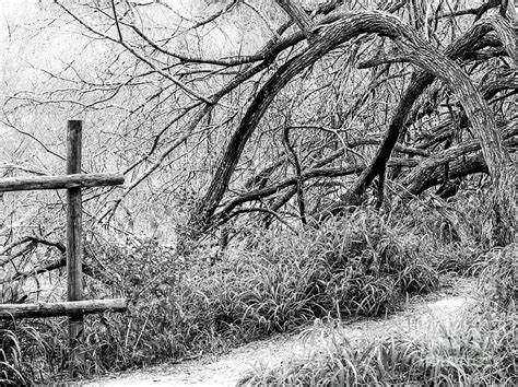 The Trail Into The Winter Woods Photograph By Gary Richards Fine Art