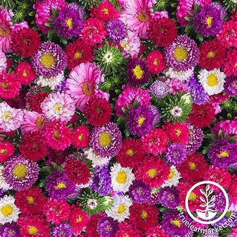 How To Grow China Aster Callistephus Chinensis Gardeners Path