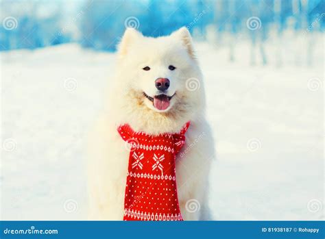 Winter White Samoyed Dog In Scarf On Snow Stock Image Image Of