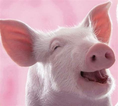 This Is My Happy Face Smiling Animals Pig Baby Pigs