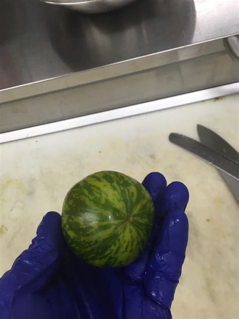 This Heirloom Tomato Looks Like A Tiny Watermelon Rkitchenconfidential