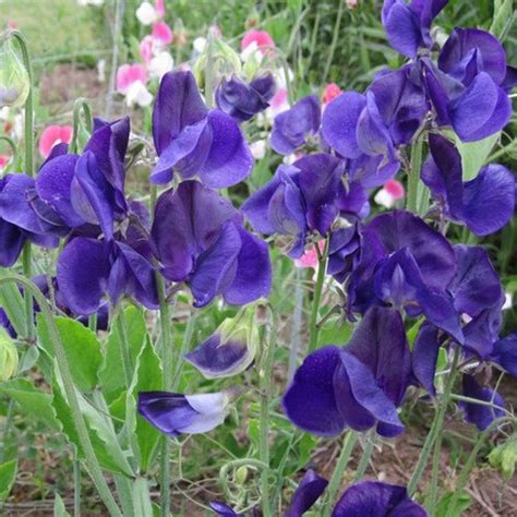 Sweet Pea Royal Navy Blue Flower Seeds Lathyrus Odoratus Etsy