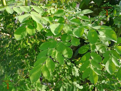 Moringa or drumstick tree is used as a part of diet in india since ages. 5500 Moringa Leaves Fresh for Tea, Super Food, Healthy ...
