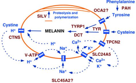 Melanin Formation In The Melanosome The Conversion Of Open I