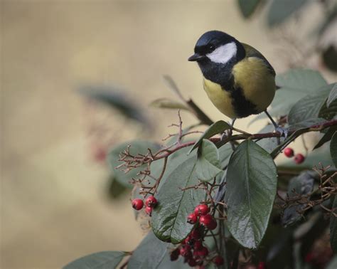 Images Gratuites La Nature Branche Hiver Oiseau Feuille Fleur