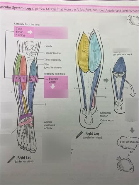 Lab Exam 2 Superficial Muscles That Move The Ankle Foot And Toes