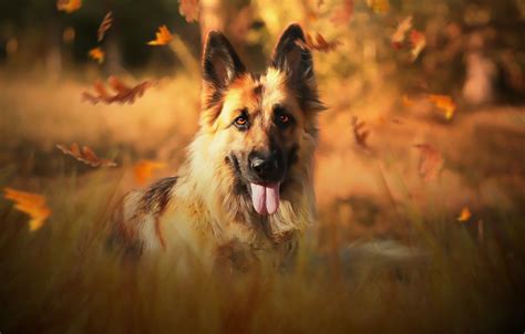 German Shepherd Autumn Wallpapers Wallpaper Cave